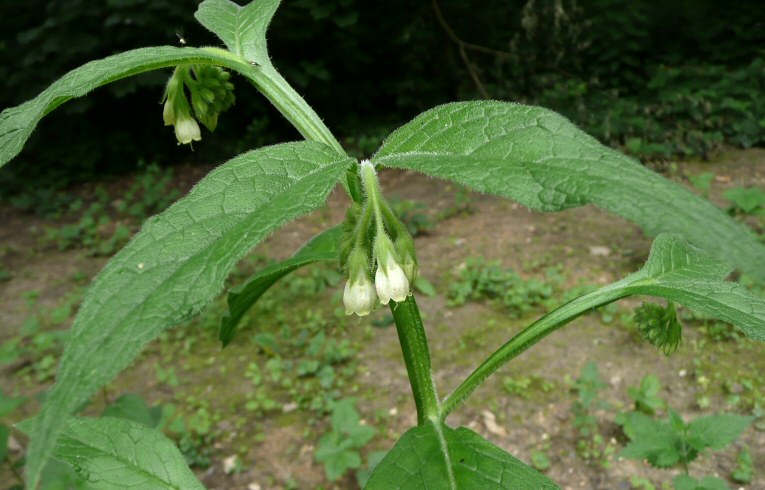 Common Comfrey