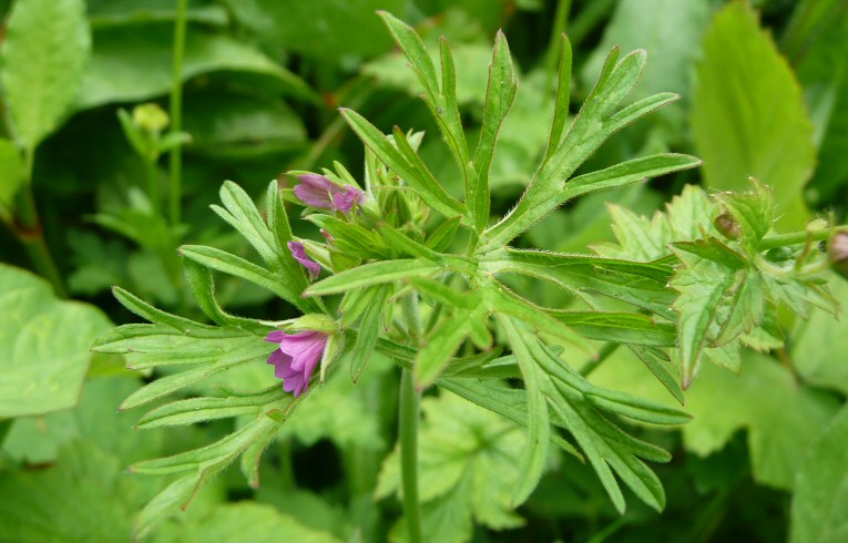 Cut-leaved Cranesbill