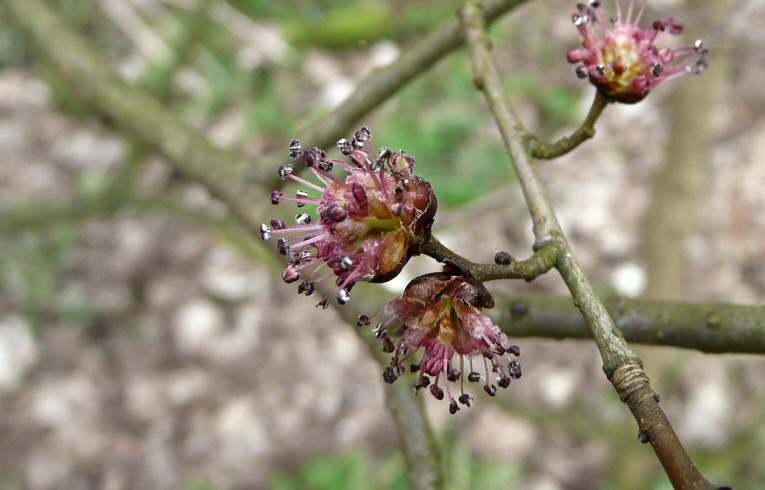 Ulmus sp. flower