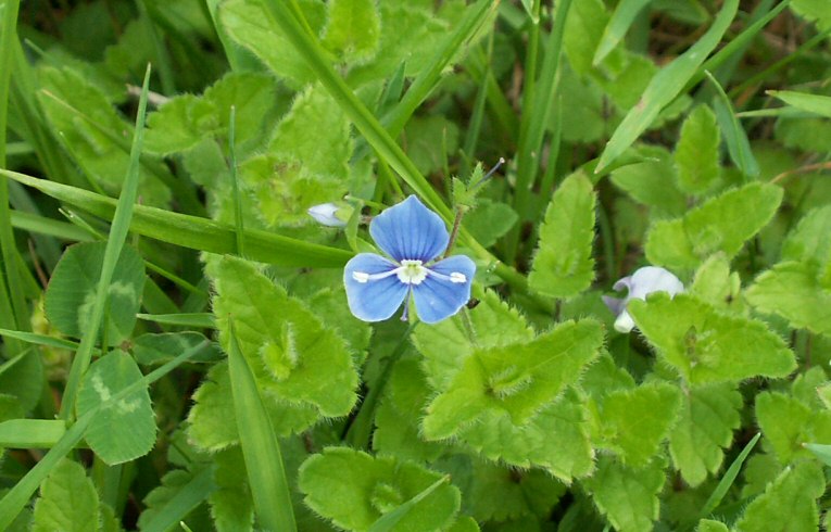 Germander Speedwell