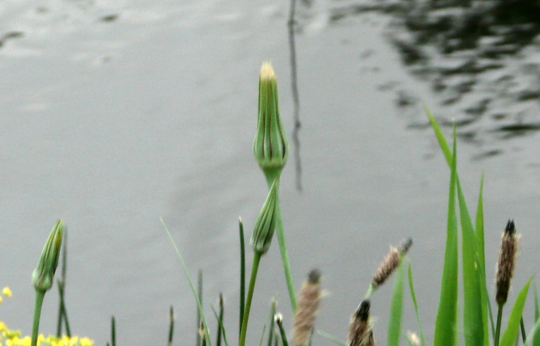 Goat's-beard