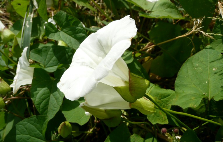 Great Bindweed