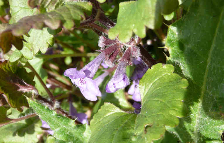 Ground Ivy