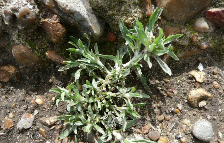 Marsh Cudweed