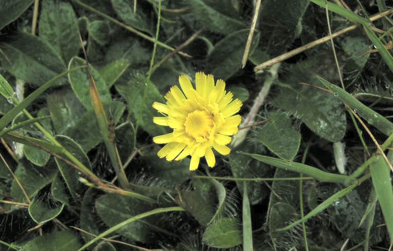 Mouse-ear Hawkweed