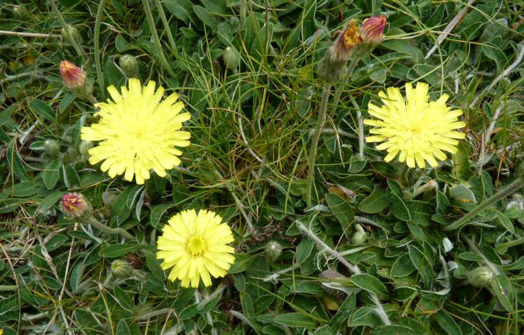 NMouse-ear Hawkweed