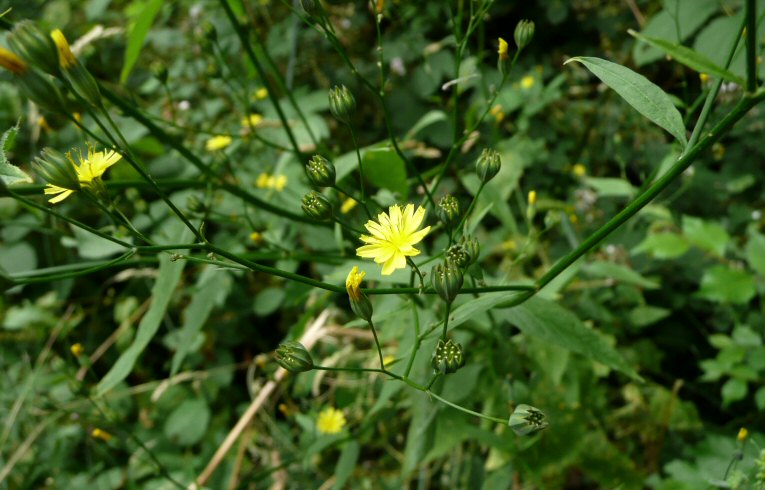 Nipplewort