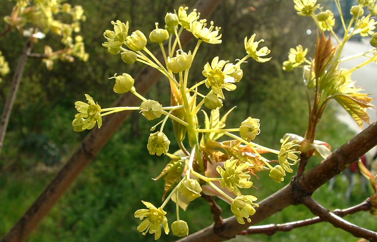 Norway Maple