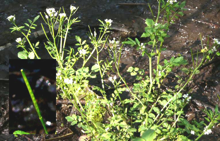 Nasturtium microphyllum