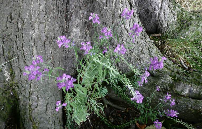 Purple Toadflax