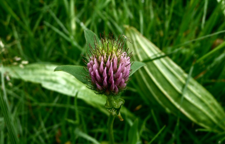 Red Clover