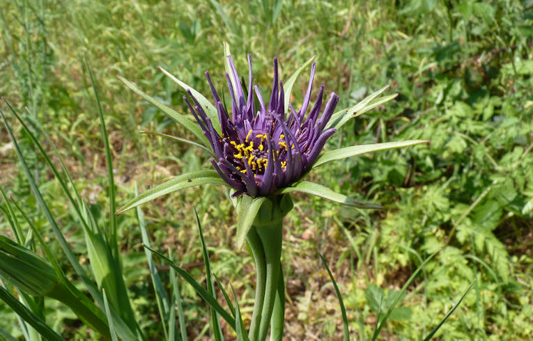 Salsify