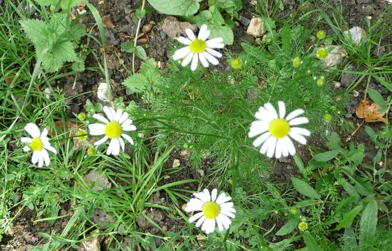 Scented Mayweed