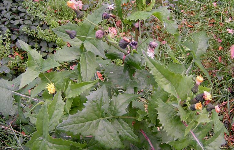 Smooth Sow-thistle