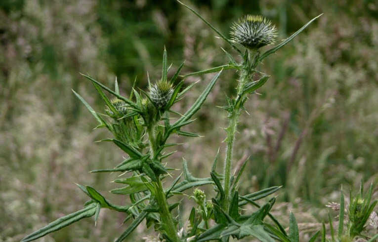 Spear Thistle