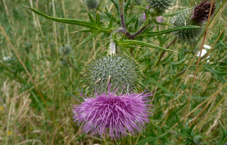 Spear Thistle