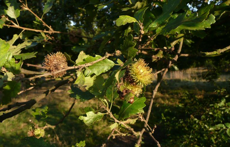 Turkey Oak