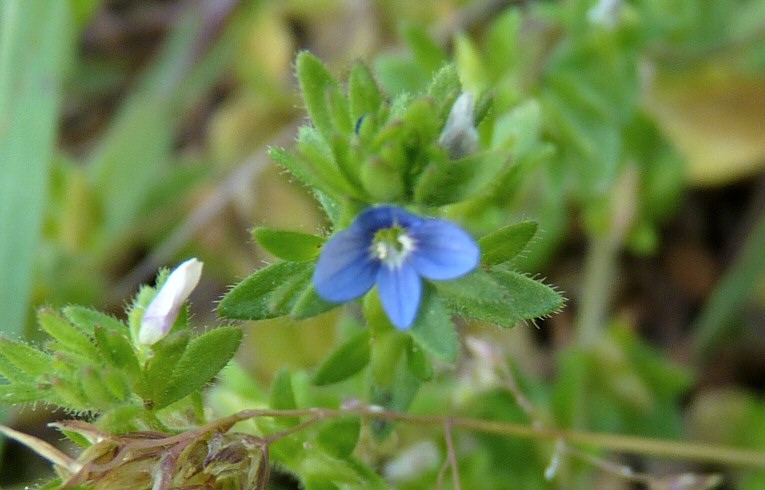 Wall Speedwell