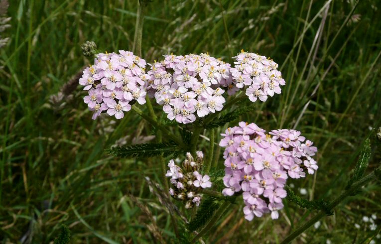 Yarrow