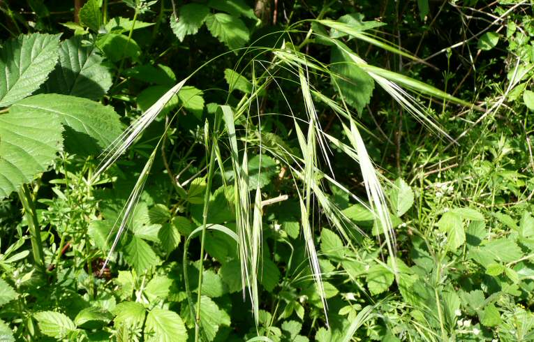 Barren Brome