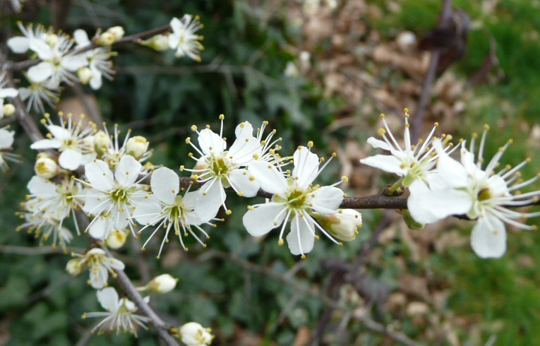 Blackthorn