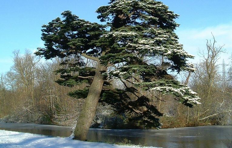 Cedar of Lebanon Cedrus libani