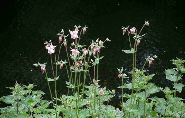 Columbine