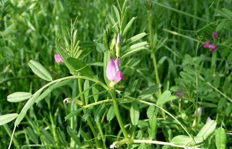 Common Vetch