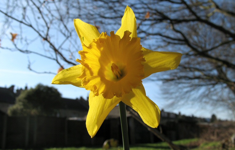 Hybrid Daffodil Narcissus spp.