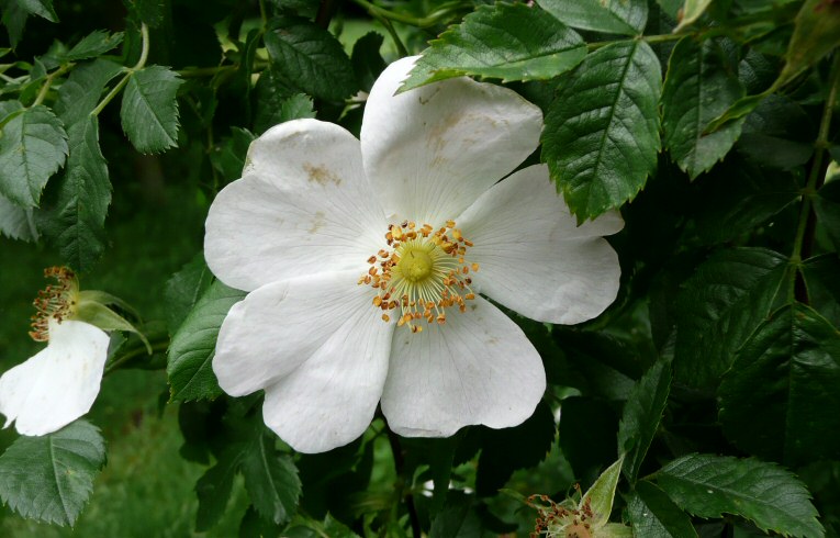 Dog Rose