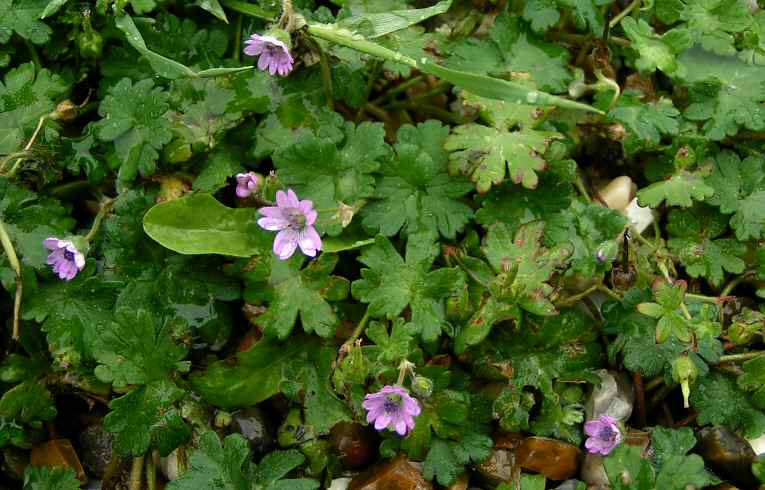 Dove's-foot Cranesbill