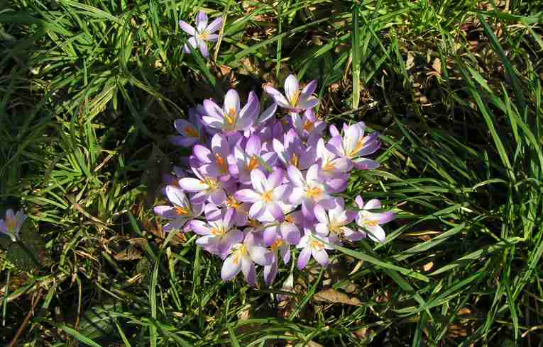 Early Crocus