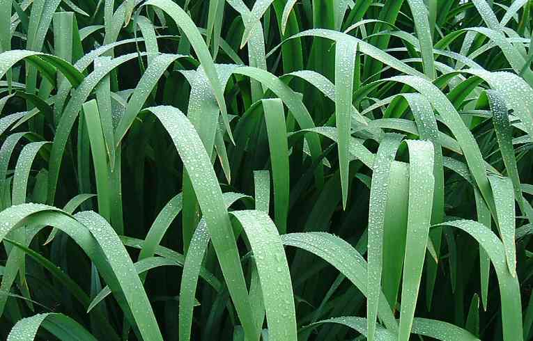 Yellow Flag Iris