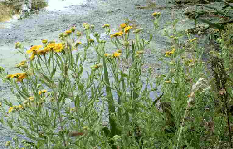 Fleabane