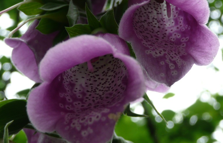 Foxglove