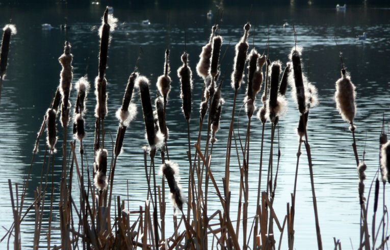 Great Reedmace