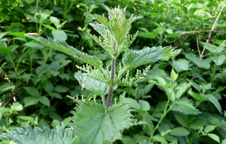 Nettle