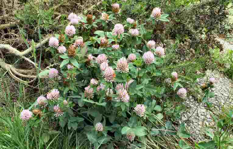 Red Clover