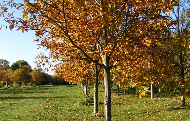 Sweet Chestnut Castanea sativa 