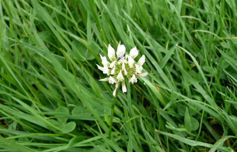 White Clover