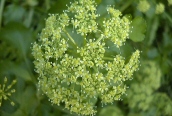 Alexanders