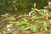 Amphibious Bistort