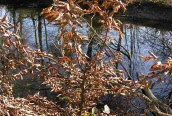 Beech