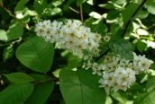 Bird Cherry