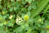 Black Medick