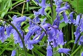 Bluebell