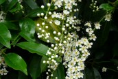 Cherry Laurel