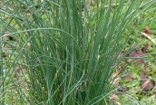 Crow Garlic