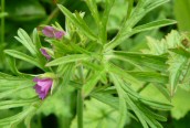 Cut-leaved Cranesbill