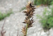 False Fox-sedge